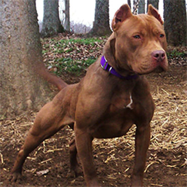 Pit Bull Terriers | Rhino Kennels