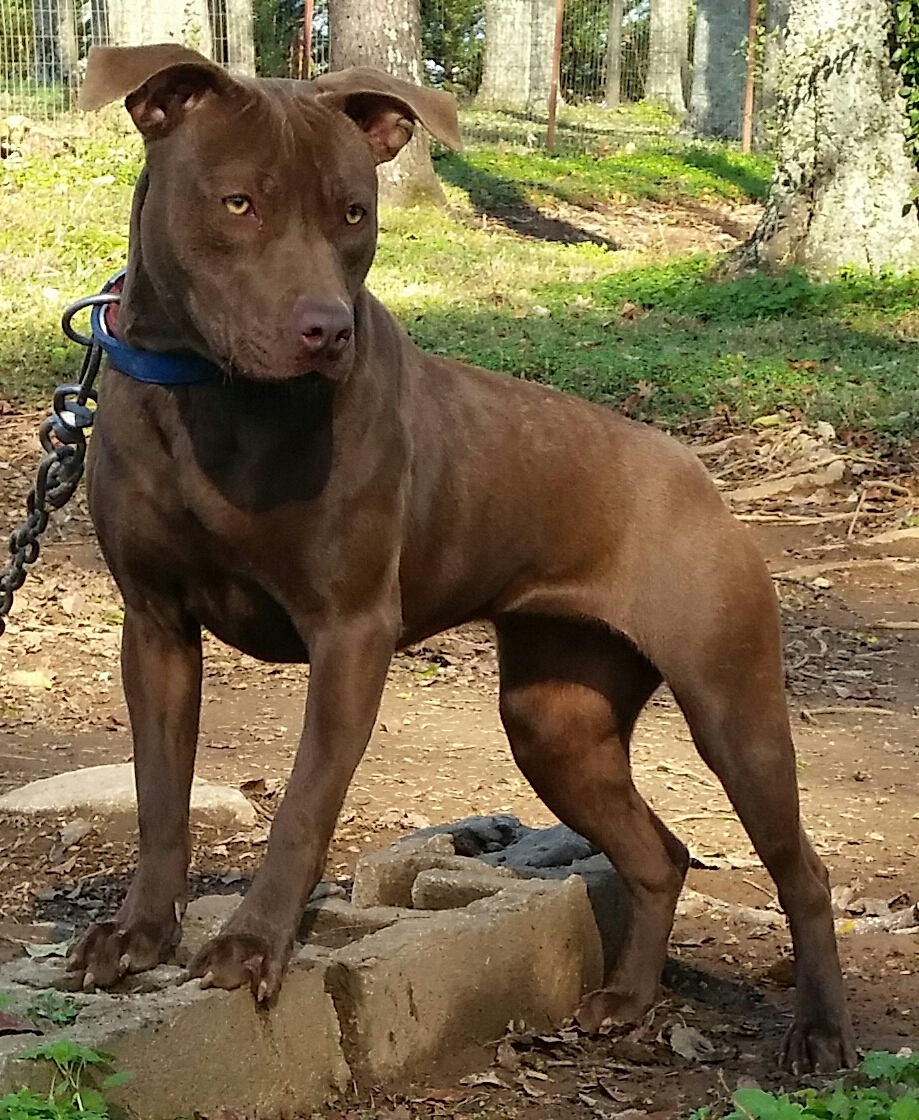 pitbull old family red nose