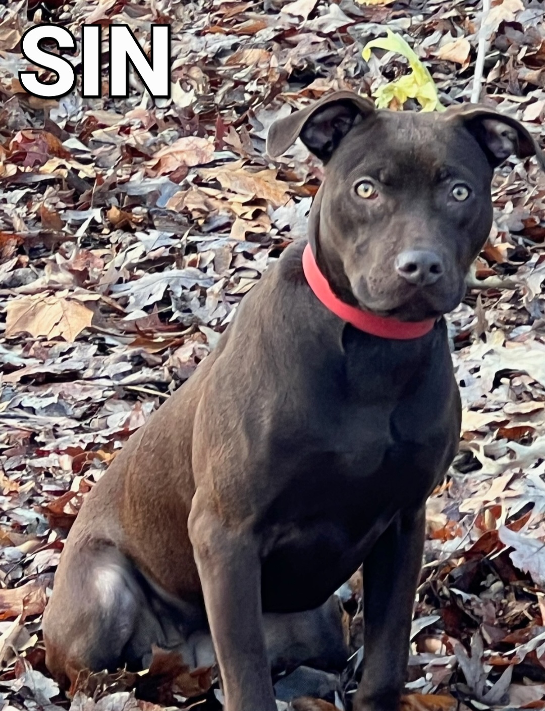 Pit Bull List